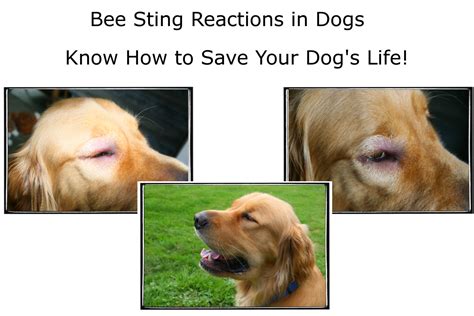 Bee Sting Reactions and Treatment for Dogs | PetHelpful