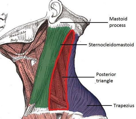 Examination of the Neck - TeachMeSurgery