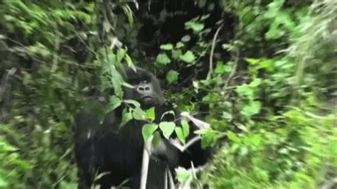 Gorilla Im Watching You GIF - Gorilla ImWatchingYou ZoomIn - Discover & Share GIFs | Funny gif ...