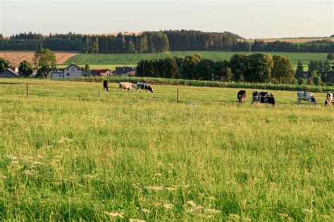 Landscape with Farm Animals Stock Photo - Image of early, pets: 193559024