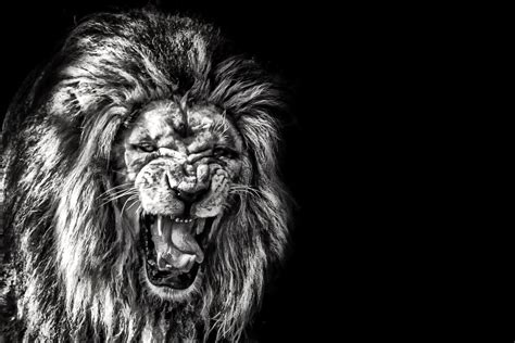 Wallpapers Hd Roaring Lion | The Best Porn Website