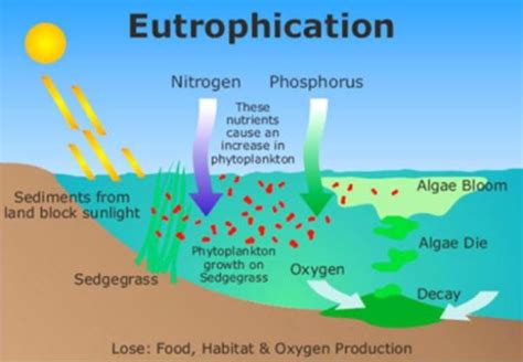 Eutrophication- Definition, Causes, Classification, Effects and FAQs on Eutrophication.