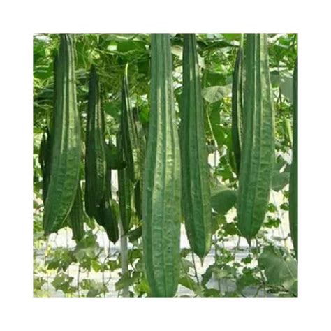 Buy Ridge Gourd Turai Hybrid Seeds Online at Lowest Price