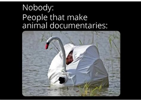 The best Swan memes :) Memedroid