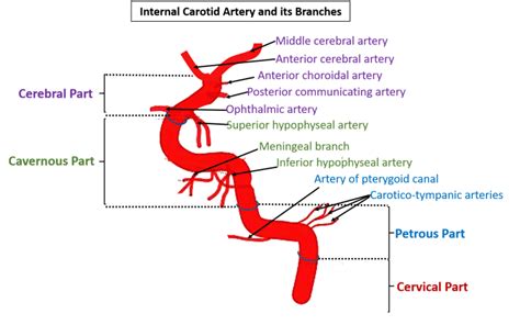 Internal Carotid Artery , Anatomy QA