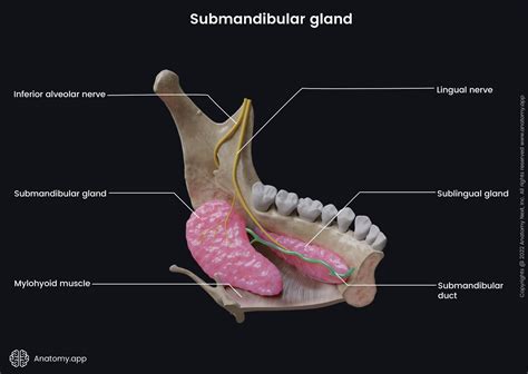 Submandibular Duct