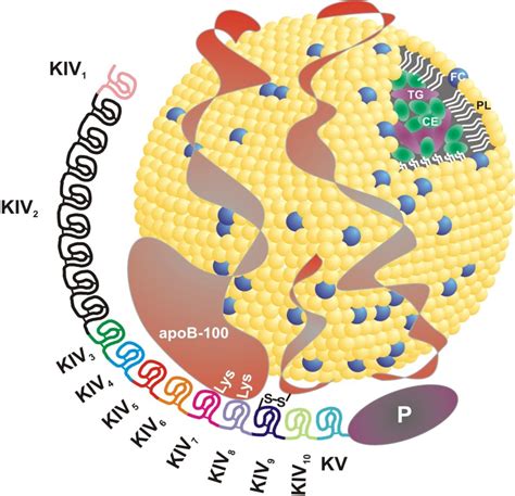 Analysis of Lipoprotein(a) Receptors: Roles in Catabolism and ...