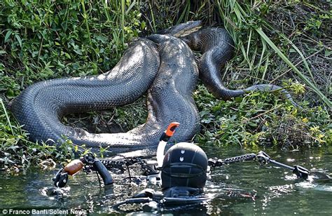 Diver braves the waters to swim with deadly 26-foot anaconda | Daily Mail Online