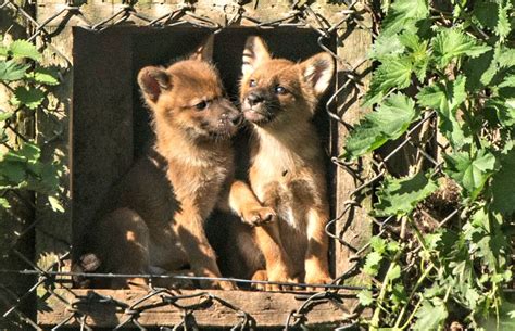 12 Playful Dhole Pups at Howletts Wild Animal Park - ZooBorns