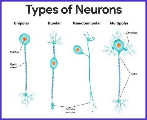 Nervous System Anatomy and Physiology | Nervous system anatomy, Anatomy ...