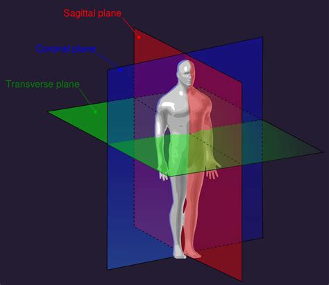 Anatomic Planes And Directions