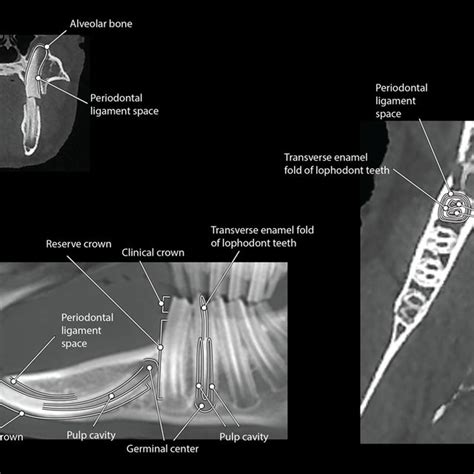 A) Maxillofacial anatomy of a rabbit as viewed on tooth view 3D volume... | Download Scientific ...