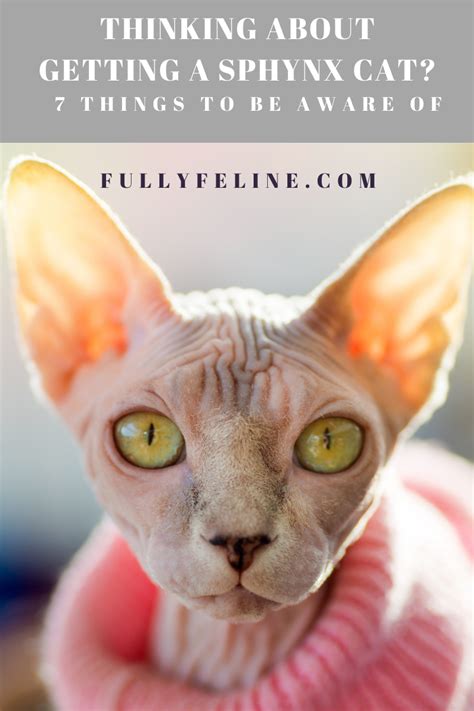 Sphynx cats rock! They do require specific care, though. Learn the specifics of sphynx cat ...