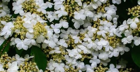 Sweet Viburnum - Sweet Viburnum Care | Spring Colours