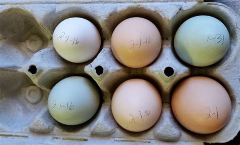 EE, Polish, Sussex, Orpington, and Australorp eggs | BackYard Chickens ...