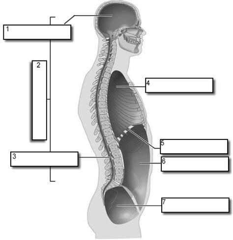 Body Planes And Cavities Quiz - ProProfs Quiz