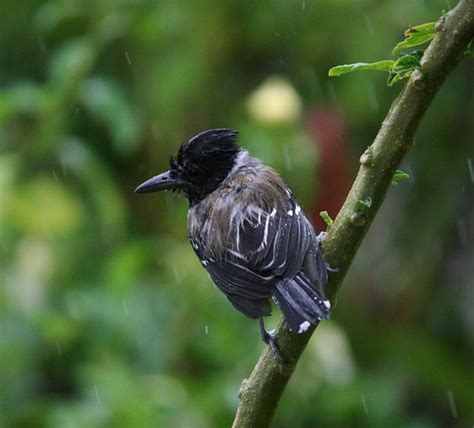 BIRD IN THE RAIN | ..........singing in the rain........ | henk nijssen ...