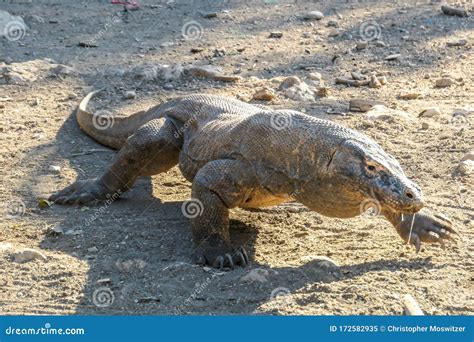 Komodo - Giant Venomous Komodo Dragon Stock Image - Image of carnivore ...