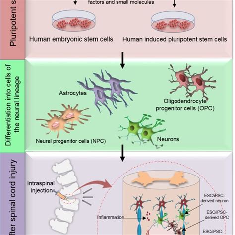 Human pluripotent stem cells as a promising tool in the therapy of SCI ...