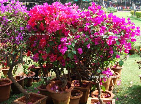 Bougainvillea varieties