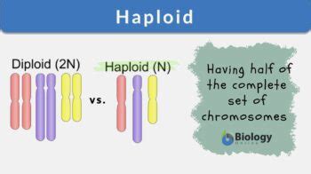 Haploid - Definition and Examples - Biology Online Dictionary