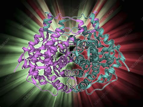 Citrate synthase molecule - Stock Image - F009/6013 - Science Photo Library