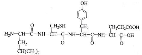 Polypeptide - Polypeptide Definition And Examples Biology Online Dictionary : — noreva ...