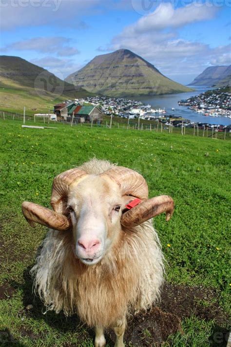 Portrait of sheep on Faroe Islands 3071405 Stock Photo at Vecteezy