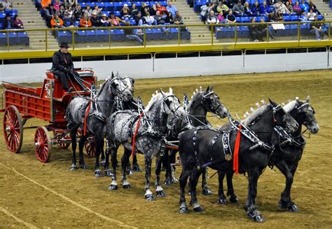 Mille Fiori Favoriti: Draft Horse Show at the National Western Stock ...