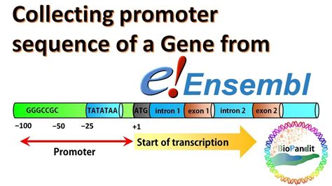 Collecting promoter sequence of a Gene from Ensembl - YouTube