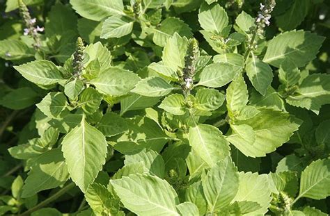 Ocimum Tenuiflorum In Virginia | Ocimum Tenuiflorum Manufacturers ...