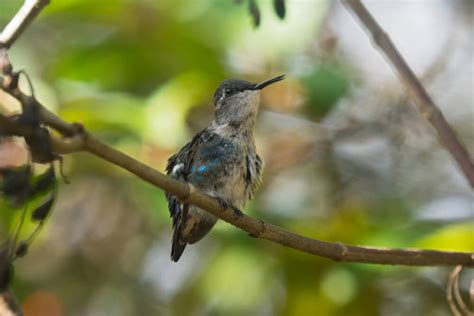 21 Incredible Facts About Bee Hummingbirds (With Pictures)