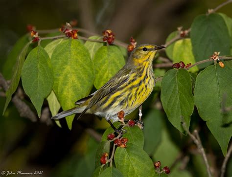 Cape May Warbler ( in Explore 10-5-21 ) | Kane County, Illin… | Flickr