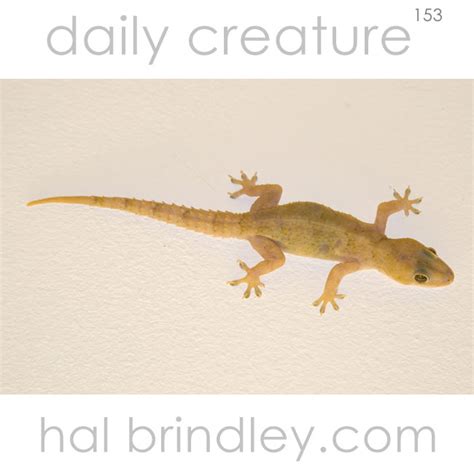 Daily Creature 153: Common House Gecko - Hal Brindley Wildlife Photography