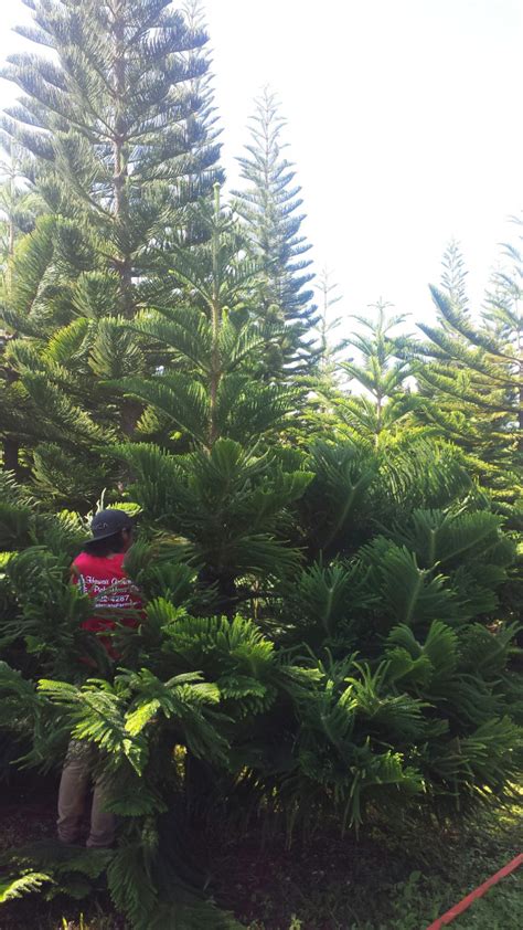 Holiday Traditions: Hawaii Christmas Tree Farm | Aloha Lovely