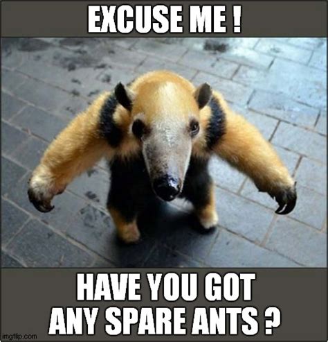 How Could You Resist This Anteater ? - Imgflip