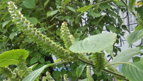 Perilla Seeds or Nei Lieh a Sesame like Produce of Meghalaya