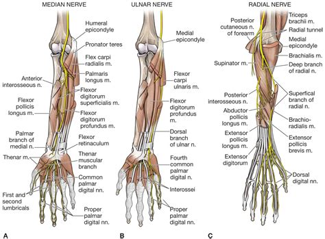 The Forearm, Wrist, and Hand | Musculoskeletal Key