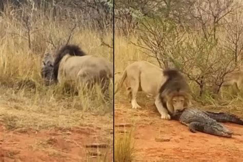 WATCH: 'Never seen anything like this' - Lion attacks angry crocodile