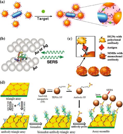 3 Schematic illustrations of a a single-step SERS immunoassay based on ...