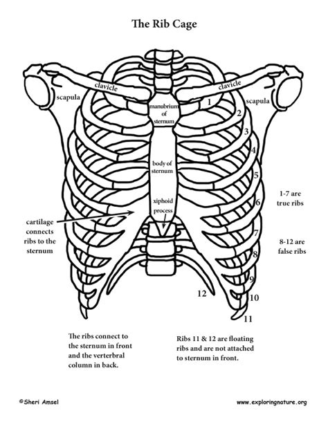 Shoulder, Rib Cage and Upper Limb