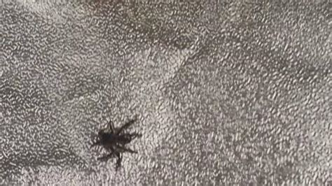 Spider in instant noodles leaves mum-to-be dry retching | Daily Telegraph