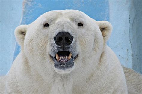 2023 Admission ticket to the Novosibirsk Zoo provided by Weatlas