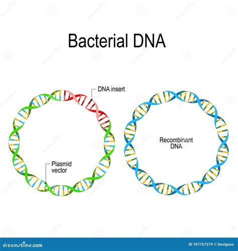 Plasmid and Recombinant Bacterial DNA. Stock Vector - Illustration of cellular, disease: 107767279