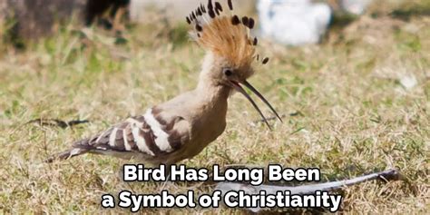 Hoopoe Spiritual Meaning, Symbolism and Totem | Examination