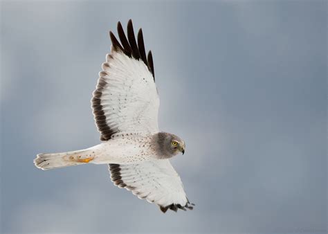 New Mexico Birds: Marsh Hawk: Northern Harrier