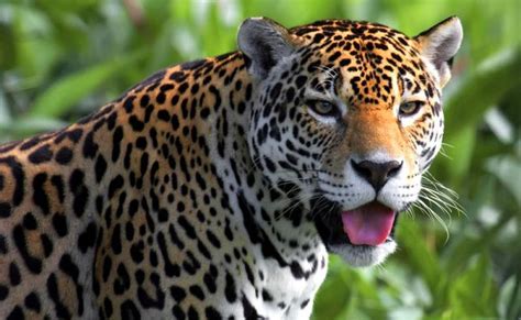 Cancún | Buscan proteger a los jaguares en Quintana Roo