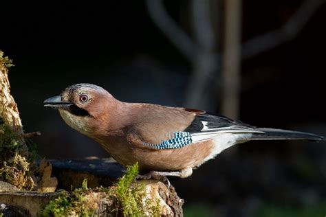 Ireland’s Birds - BirdWatch Ireland