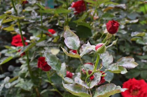 How to Identify and Control Powdery Mildew on Roses