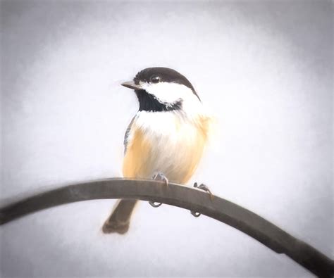 Chickadee Wallpapers - Top Free Chickadee Backgrounds - WallpaperAccess